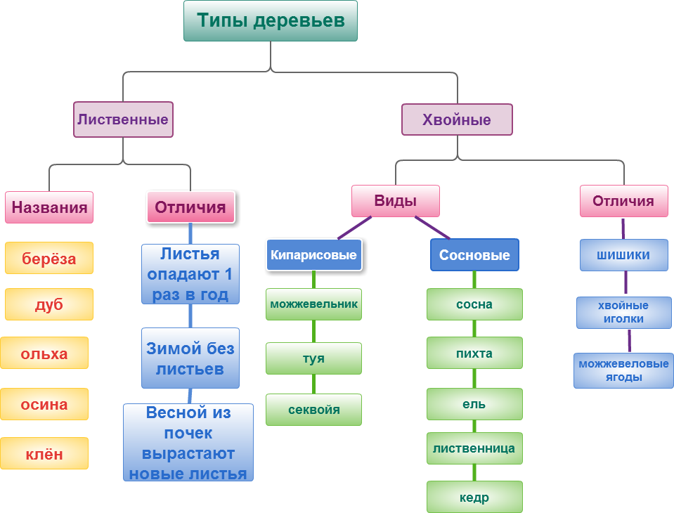 Схема внешнего вида дерева